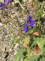 Geranium gymnocaulon