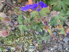 Geranium gymnocaulon
