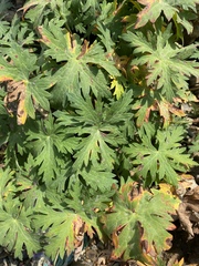Geranium gymnocaulon