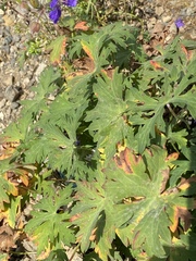 Geranium gymnocaulon