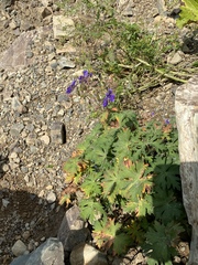 Geranium gymnocaulon