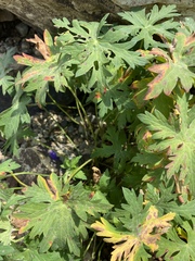 Geranium gymnocaulon