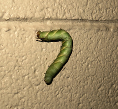 Psilogramma discistriga