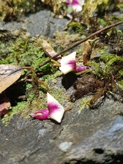 Austrosteenisia glabristyla