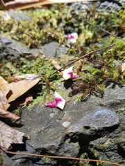 Austrosteenisia glabristyla