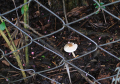 Leucocoprinus brebissonii