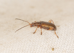 Microdonacia