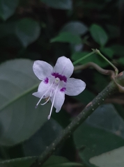 Strobilanthes ciliata