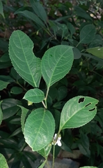 Strobilanthes ciliata