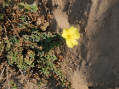 Oenothera drummondii