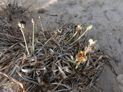 Pancratium maritimum