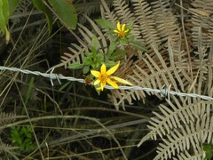 Colias dimera