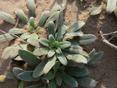 Oenothera drummondii