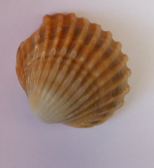 Acanthocardia tuberculata