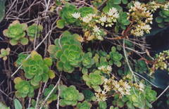 Aeonium volkeri image