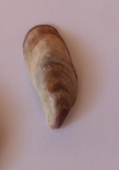 Brachidontes pharaonis