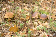 Boletus