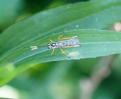 Agonocryptus discoidaloides