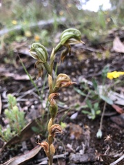 Pterostylis aciculiformis