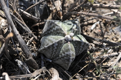 Astrophytum myriostigma