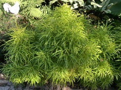 Melicope denhamii