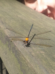 Austroargiolestes chrysoides