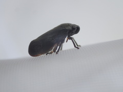 Cercopinae