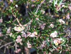 Spyridium eriocephalum