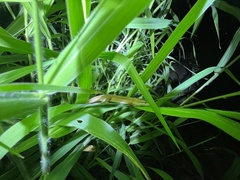 Takydromus stejnegeri