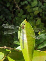 Austroargiolestes chrysoides