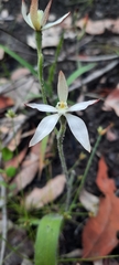 Caladenia marginata
