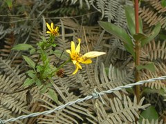 Colias dimera