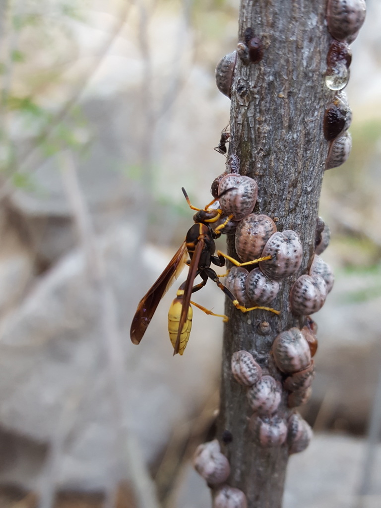Navajo Paper Wasp