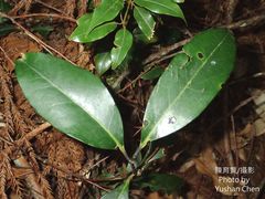 Ilex tugitakayamensis