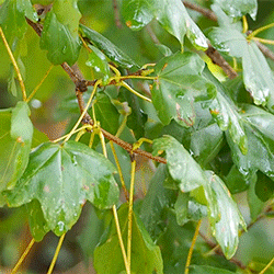 Acer monspessulanum, Provincia di Cosenza, Italia