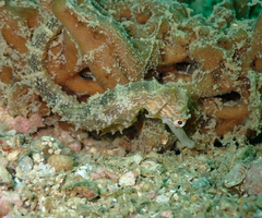 Hippocampus trimaculatus
