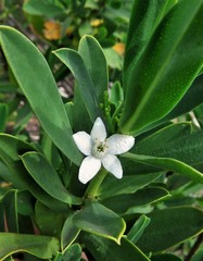 Philotheca myoporoides myoporoides