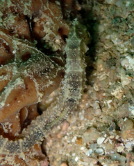 Hippocampus trimaculatus
