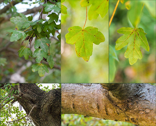 Acer monspessulanum