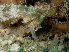 Hippocampus trimaculatus