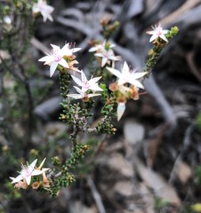 Calytrix alpestris