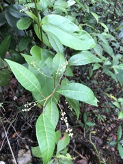 Allophylus crassinervis