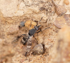 Acupalpa albitarsa