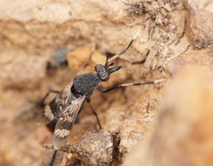 Acupalpa albitarsa