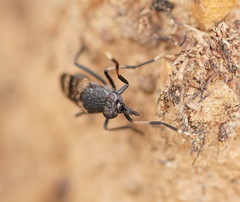 Acupalpa albitarsa