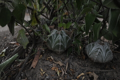 Astrophytum myriostigma