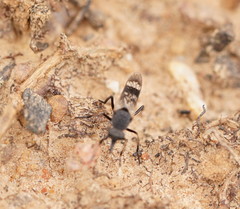 Acupalpa albitarsa