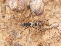 Acupalpa albitarsa