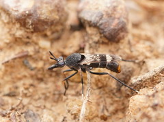 Acupalpa albitarsa