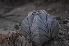 Astrophytum myriostigma